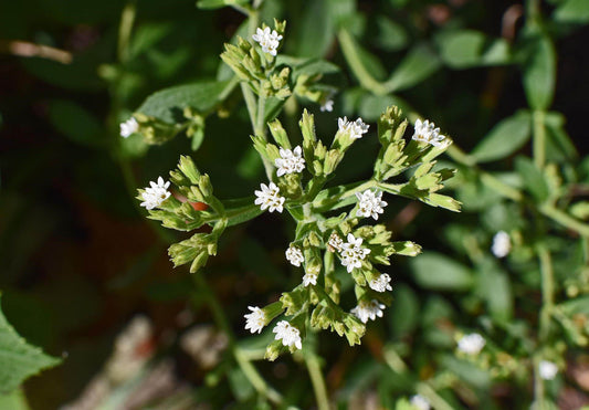 Cukor helyett - Hammer Nutrition CEE